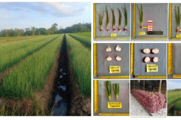 Bawang Merah Ngadipuro Tuban Bawang Merah Ngadipuro Tuban