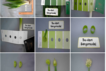 Bawang Daun Banyumudal 1 Bawang Daun Banyumudal 1