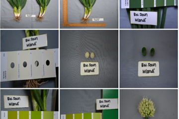 Bawang Daun Meland 1 Bawang Daun Meland 1
