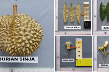 Durian Sinja
