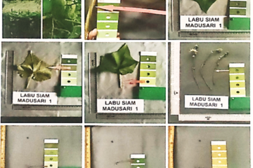 Labu Siam Madusari 1 Labu Siam Madusari 1