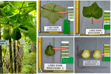 Labu Siam Madusari 3 Labu Siam Madusari 3
