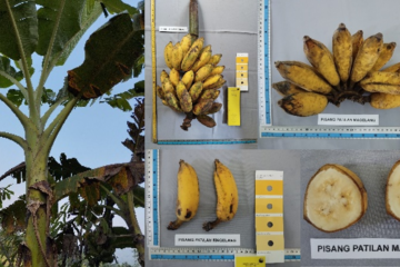 Pisang Pathilan