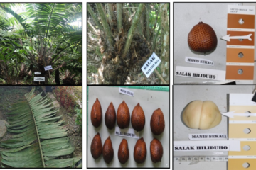 Salak Nias Hiliduho