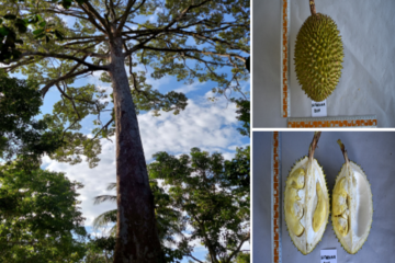 Durian Si Taruna Durian Si Taruna