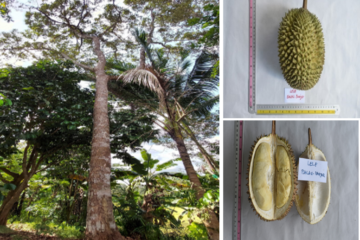 Durian Si Legit Banjar