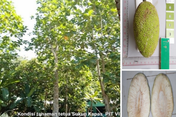Sukun Tanjung Nusaniwe