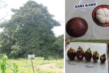 Manggis Sari Karo Manggis Sari Karo