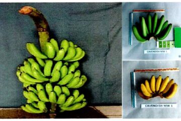 Pisang MW 1 Pisang MW 1
