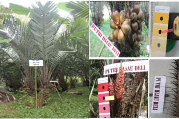 Salak Putri Hijau Deli Salak Putri Hijau Deli